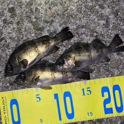 連休初日のメバル