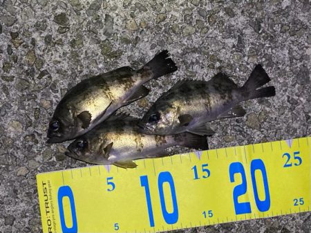 連休初日のメバル