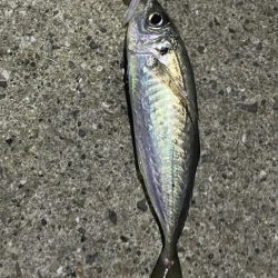 ヤリイカ狙うも・・・