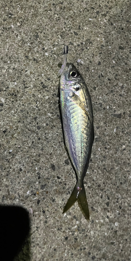 ヤリイカ狙うも・・・