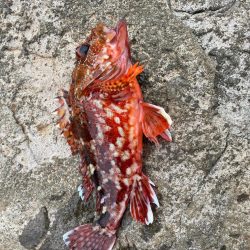 青物不在　アラカブ