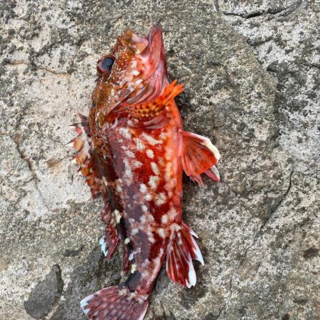 青物不在　アラカブ