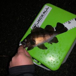 雨ですよ！メバリングですよ！