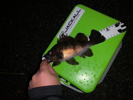 雨ですよ！メバリングですよ！