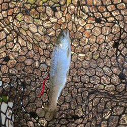 エリアトラウト数釣り？