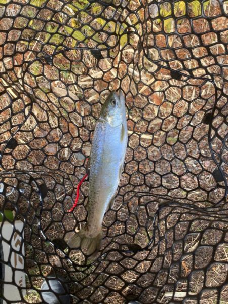エリアトラウト数釣り？