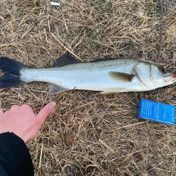 ちょい痩せシーバス