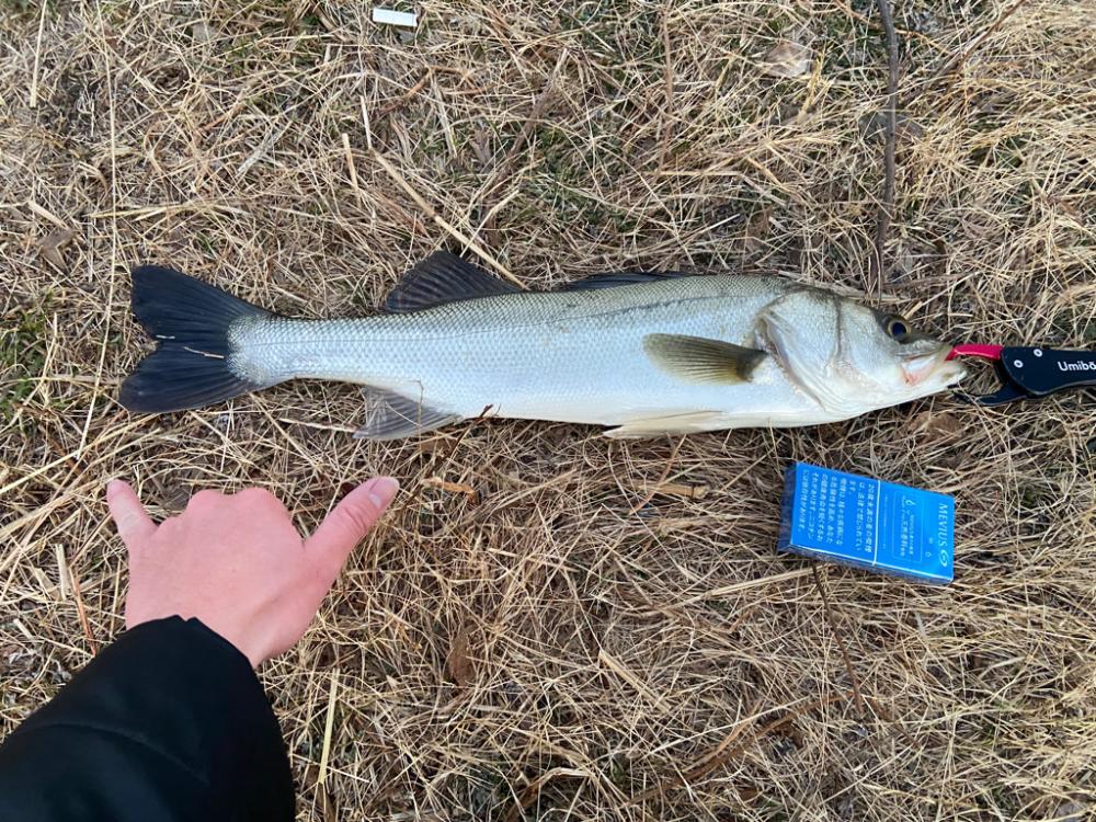 ちょい痩せシーバス