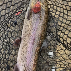 今年初トラウト!