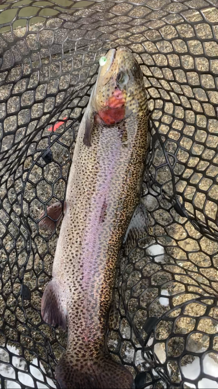 今年初トラウト!