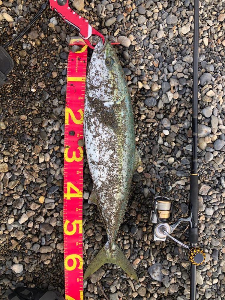 真冬の青物は格別⁉️