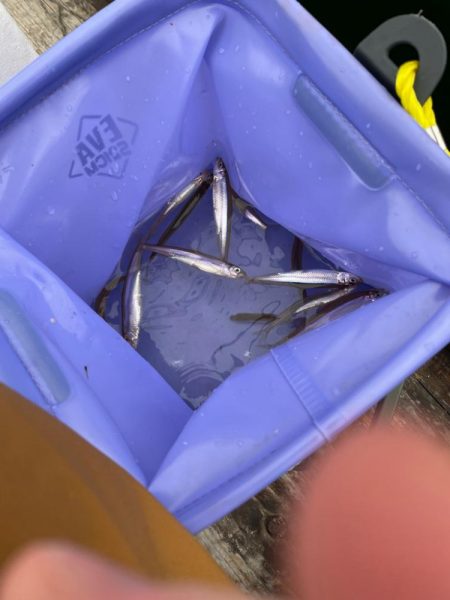 タックルを揃えて生野銀山湖へワカサギ釣りへ…