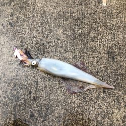 餌巻きエギング！