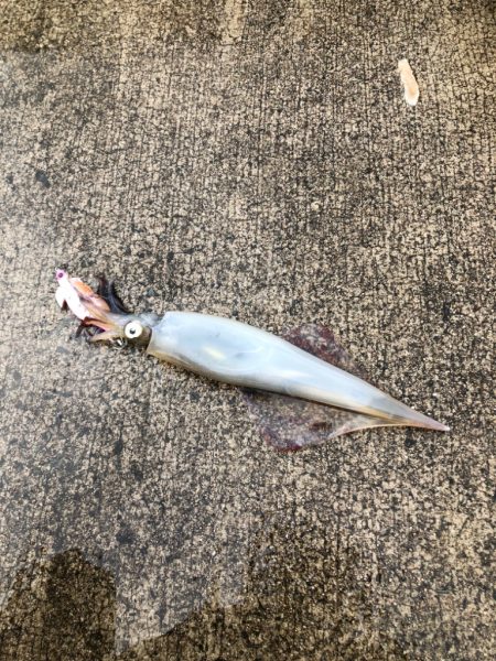 餌巻きエギング！