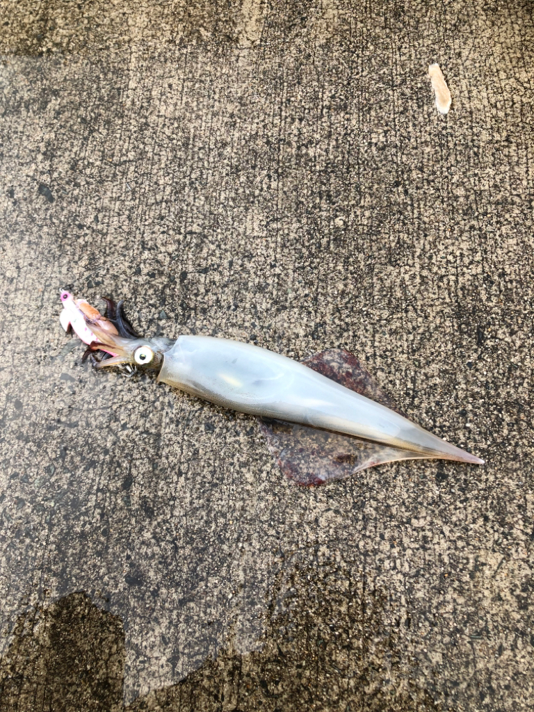 餌巻きエギング!