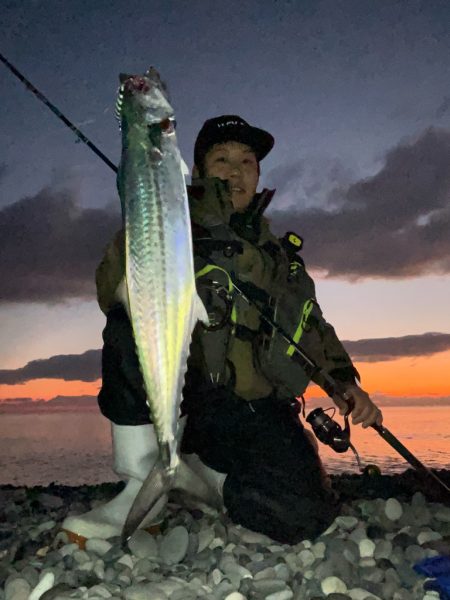 サゴシはキラキラがお好き？