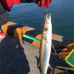 夕マズメのカマスゲーム