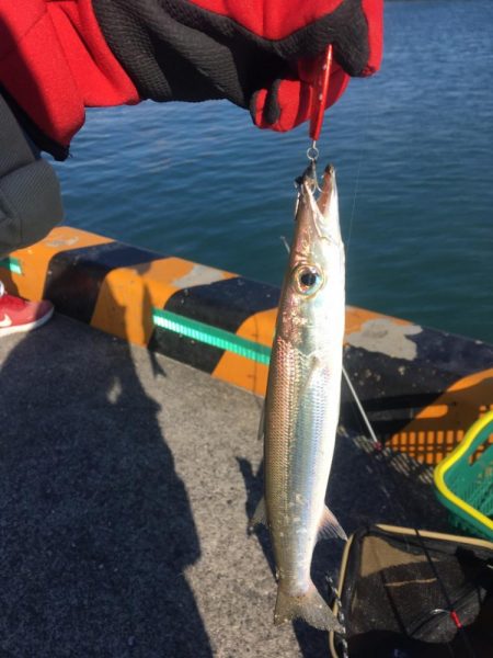 夕マズメのカマスゲーム