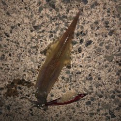 やっとヤリいました〜