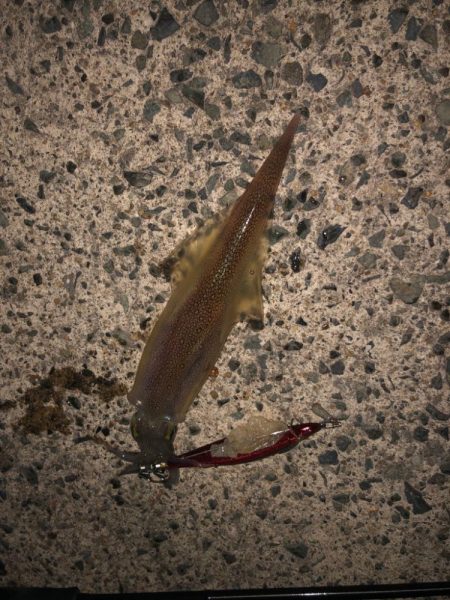 やっとヤリいました〜