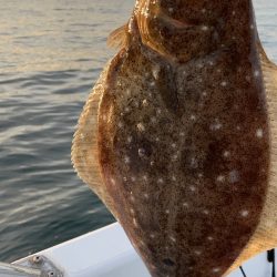 ヒラメ釣れました！