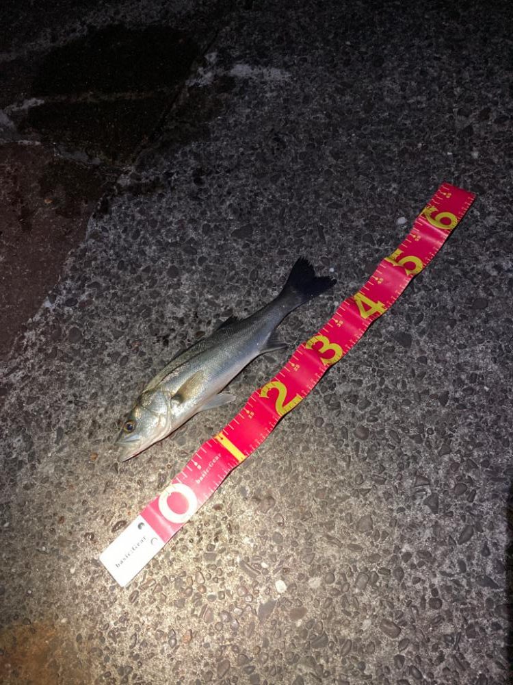 今年初めての釣行