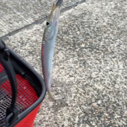 カマス釣りにハマってます