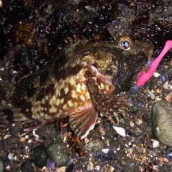 ボトムワイルド