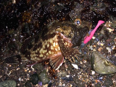 ボトムワイルド