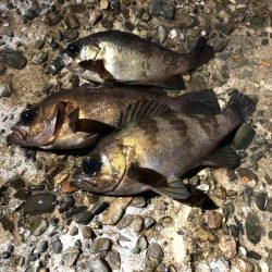 淡路メバリング