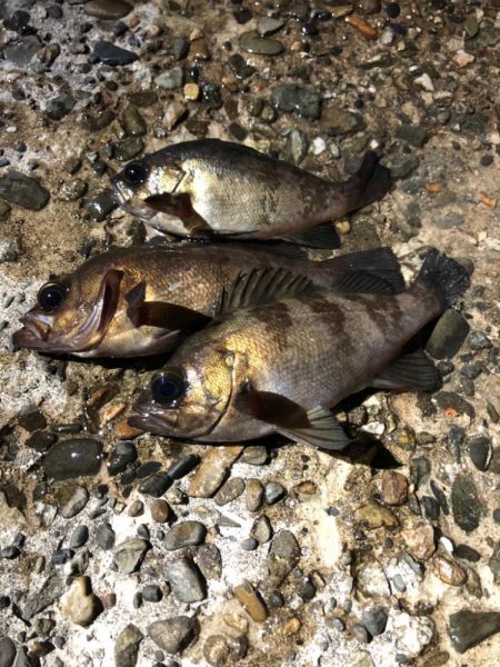 淡路メバリング