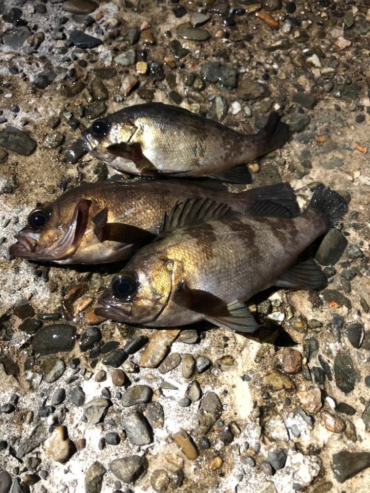 淡路メバリング