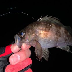 ライトゲームが熱い！