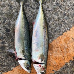 サビキで大サバ！