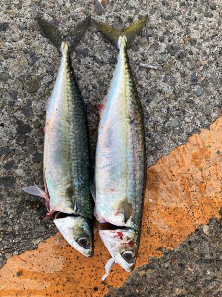 サビキで大サバ！