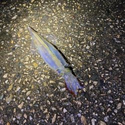 ヤリイカ釣行