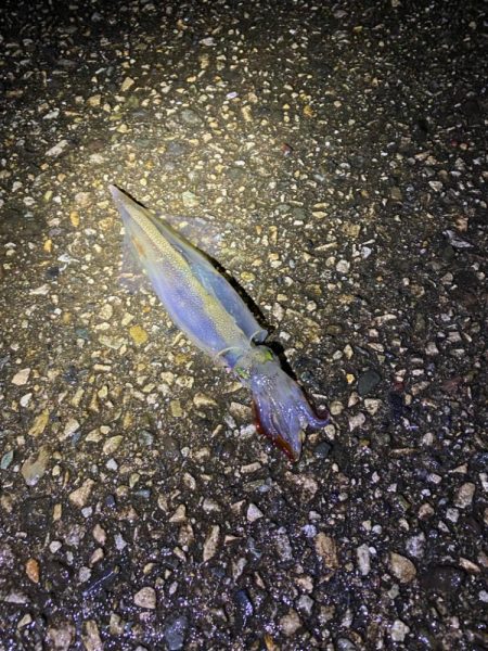 ヤリイカ釣行