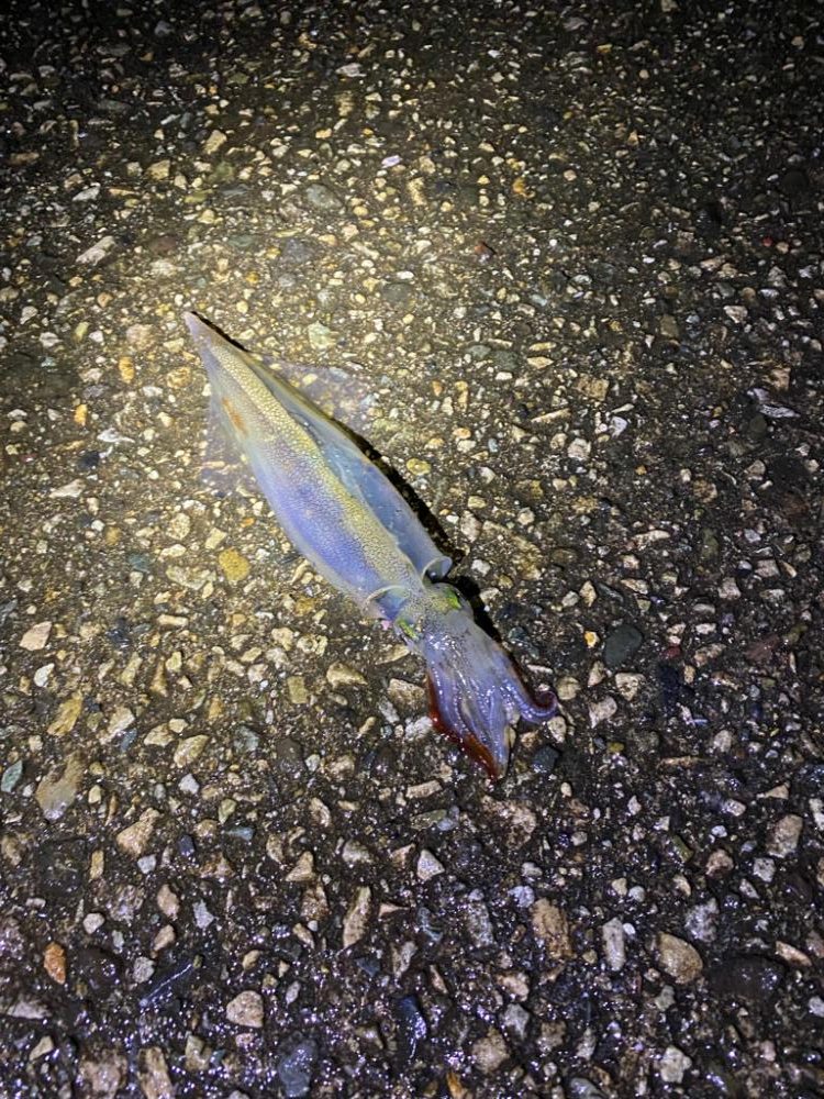 ヤリイカ釣行