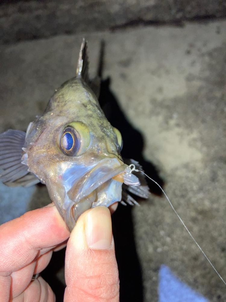 【メバリング】フロートメバリング