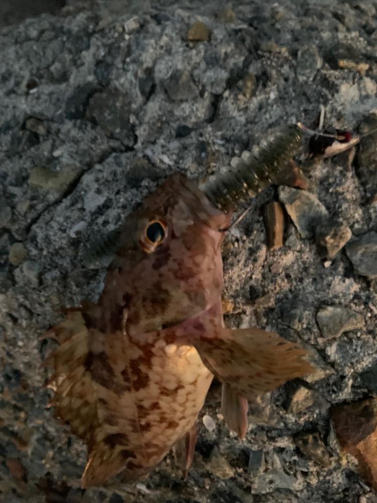 真冬にはガシラ