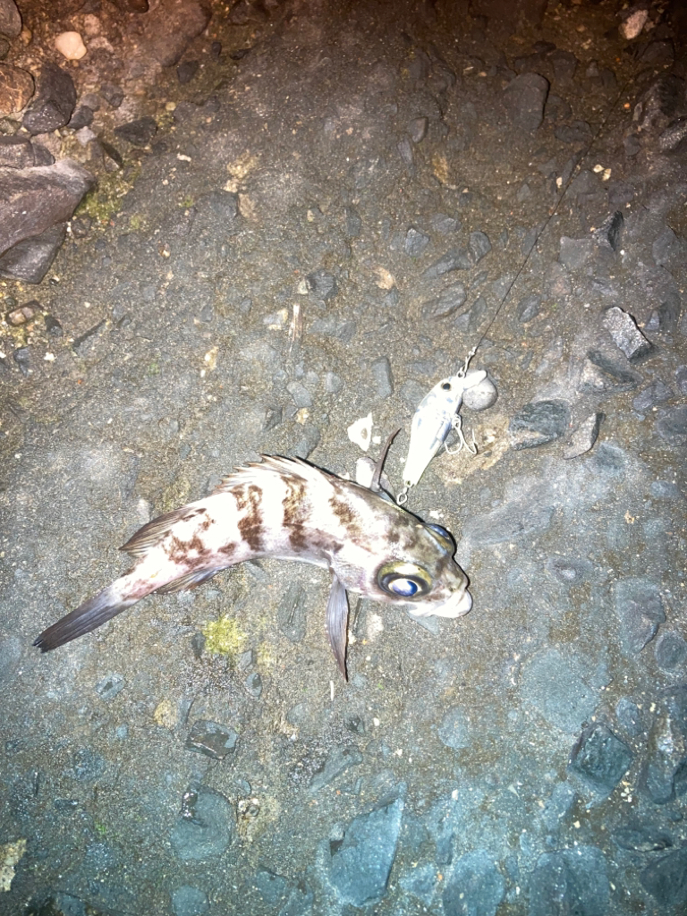 お散歩フィッシング