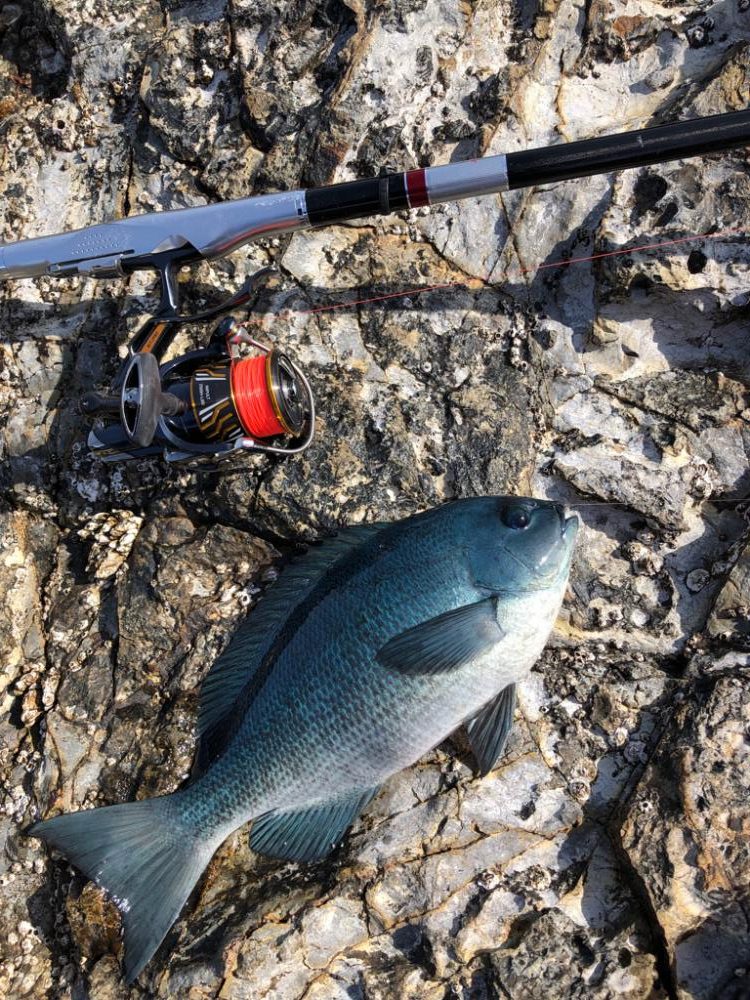 磯でグレ釣り