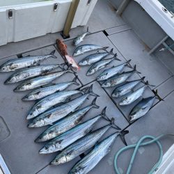 沖が時化たので近海でサワラ狙い