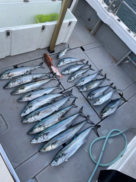 沖が時化たので近海でサワラ狙い