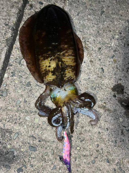 スクイッドジャンキーでグッドサイズの冬イカ…