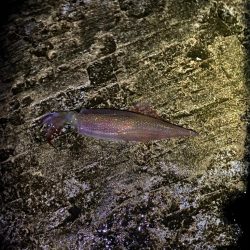 ヤリイカ釣行