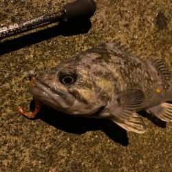 価値のある1匹。