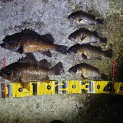 【メバリング】淡路フロートメバリング