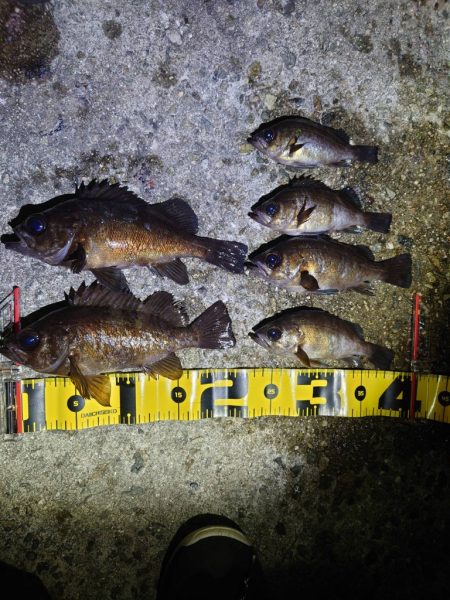 【メバリング】淡路フロートメバリング