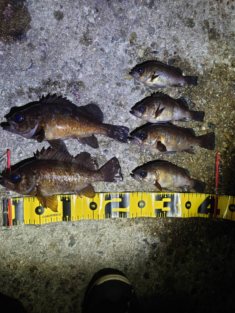 【メバリング】淡路フロートメバリング